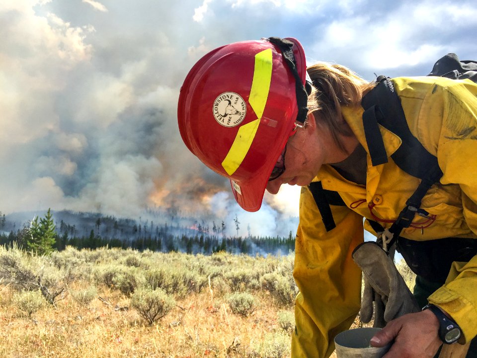 A fire effects crew member collects seeds to test plant mositure near the Maple Fire.