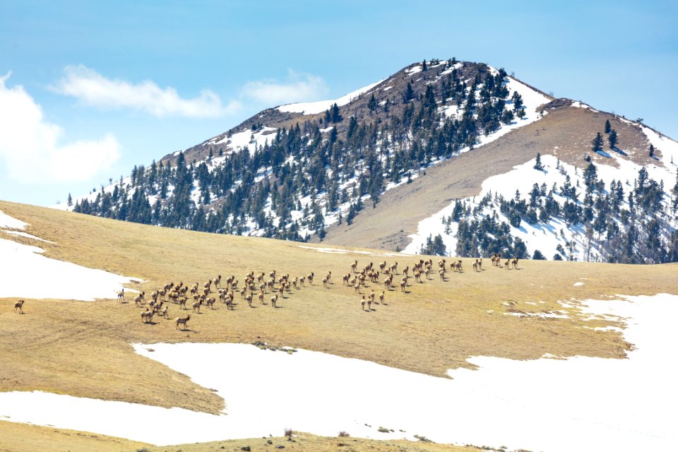 A group of elk climbing over a pass