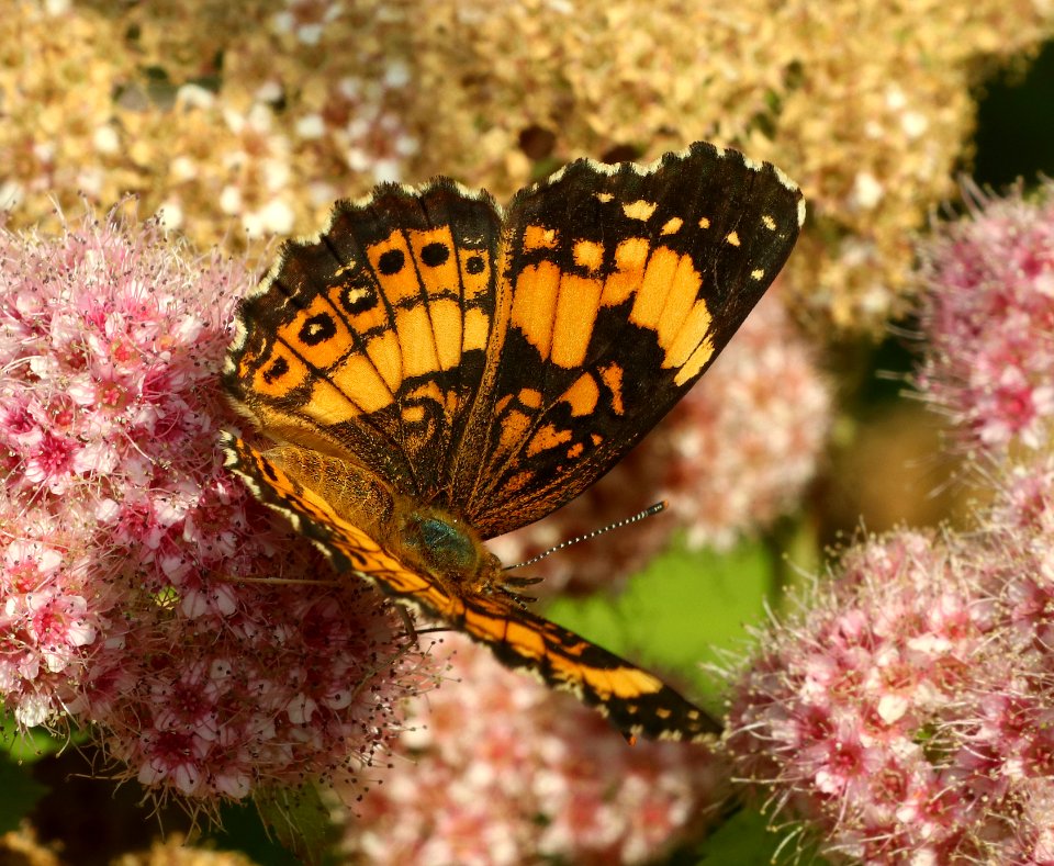 CRESCENT, PEARL (Phycoides tharos) (5-29-2018) pyatt access to crooked creek, marion co, ar -01
