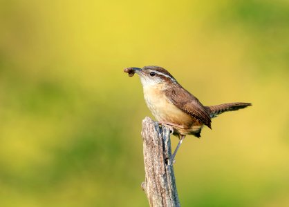 Carolina Wren photo