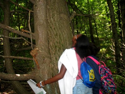 Getting to know a tree!