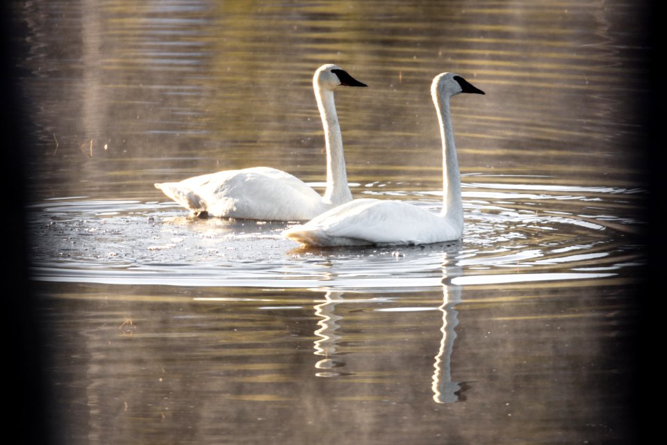 Trumpeter swans through the trees at Whiskey Flat