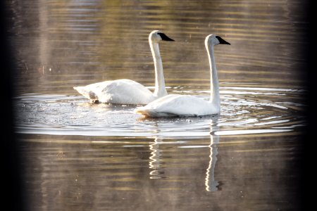 Trumpeter swans through the trees at Whiskey Flat