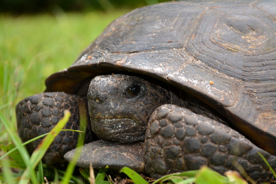 Reptile nature wild
