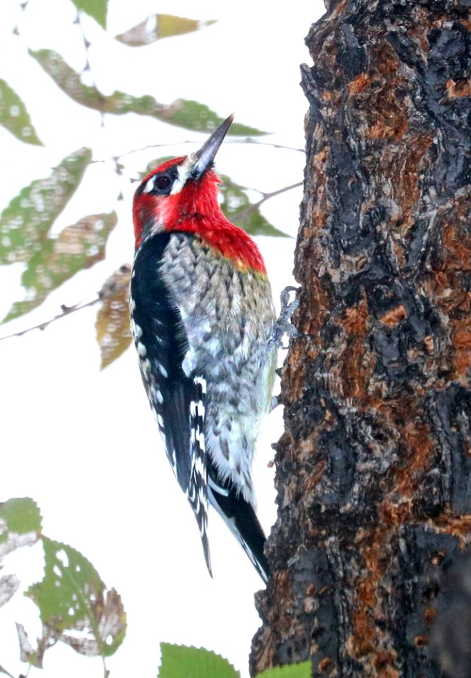 531 - RED-BREASTED SAPSUCKER (12-5-2017) blue haven road, patagonia, santa cruz co, az -03