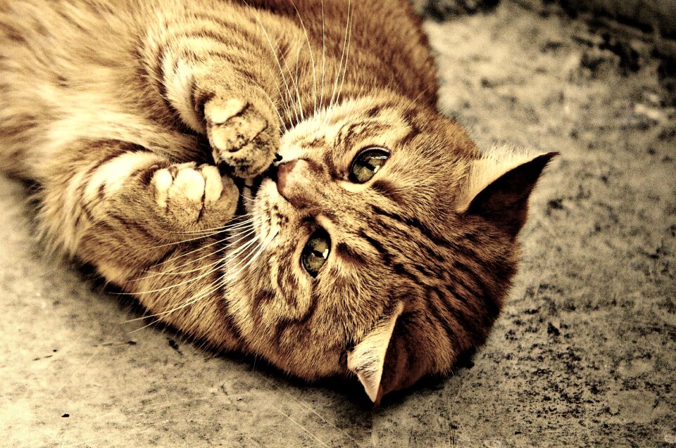 Mackerel tiger sweet