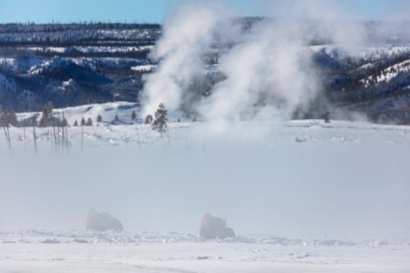 Bison resting in Lower Geyser Basin