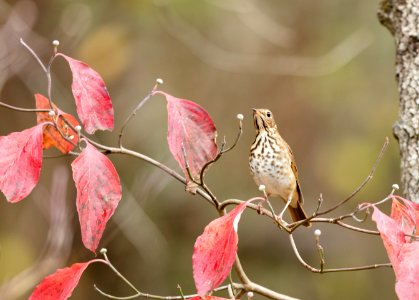 Hermit Thrush