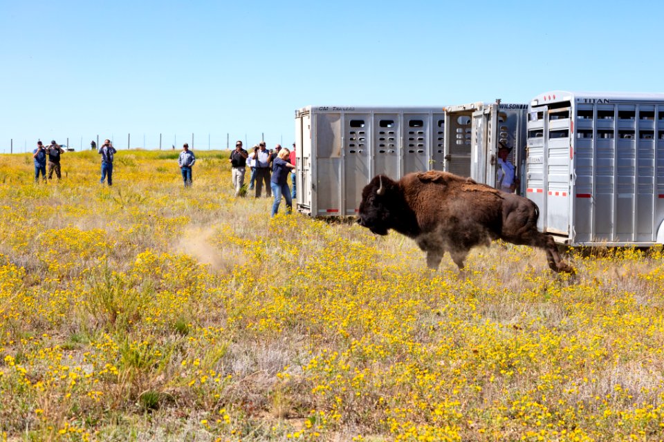First group of Yellowstone bison exiting the trailers at Ft. Peck Indian Reservation (3)