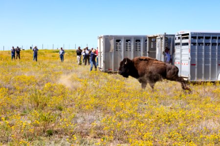 First group of Yellowstone bison exiting the trailers at Ft. Peck Indian Reservation (3)