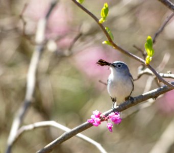 Blue-gray Gnatcatcher