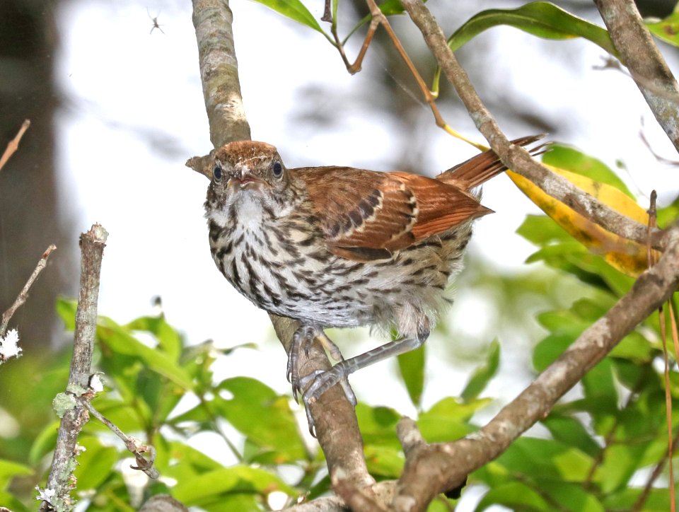 764 - BROWN THRASHER (6-6-2017) juvenile, croatan nat forest, carteret co, nc -04