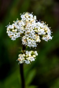 Western Valerian - Valeriana occidentalis