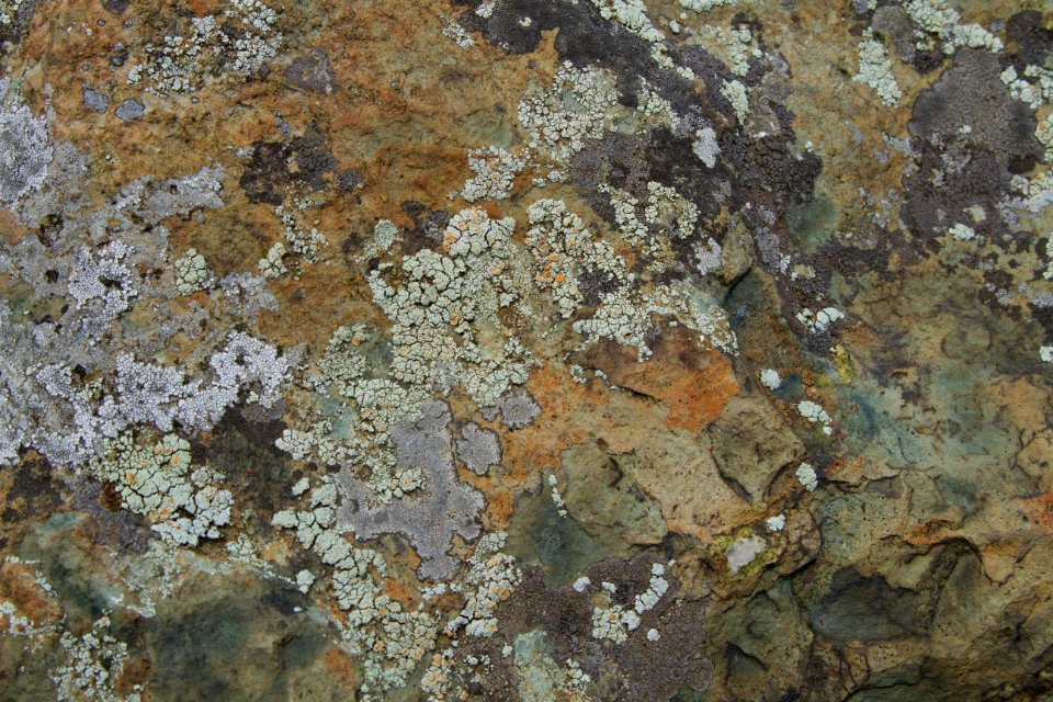 Lichen on Greenstone