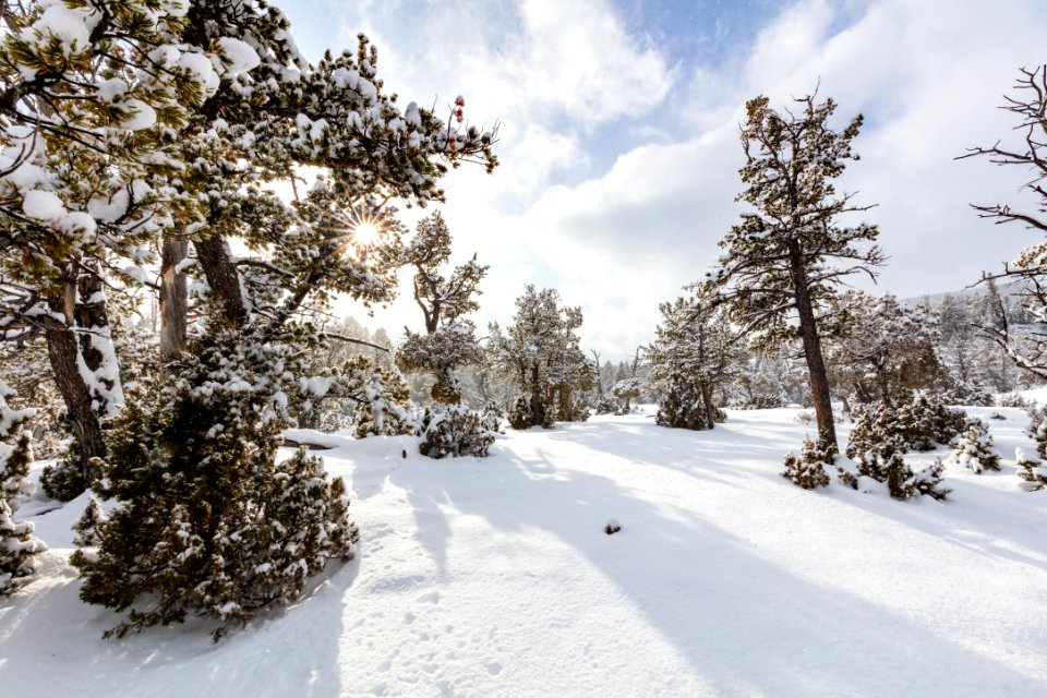 Sunny snow slurries at Mammoth Hot Springs Terraces photo