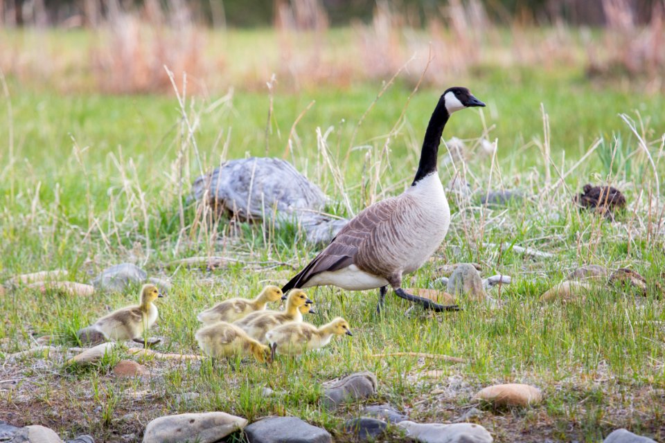 Canada goose and goslings