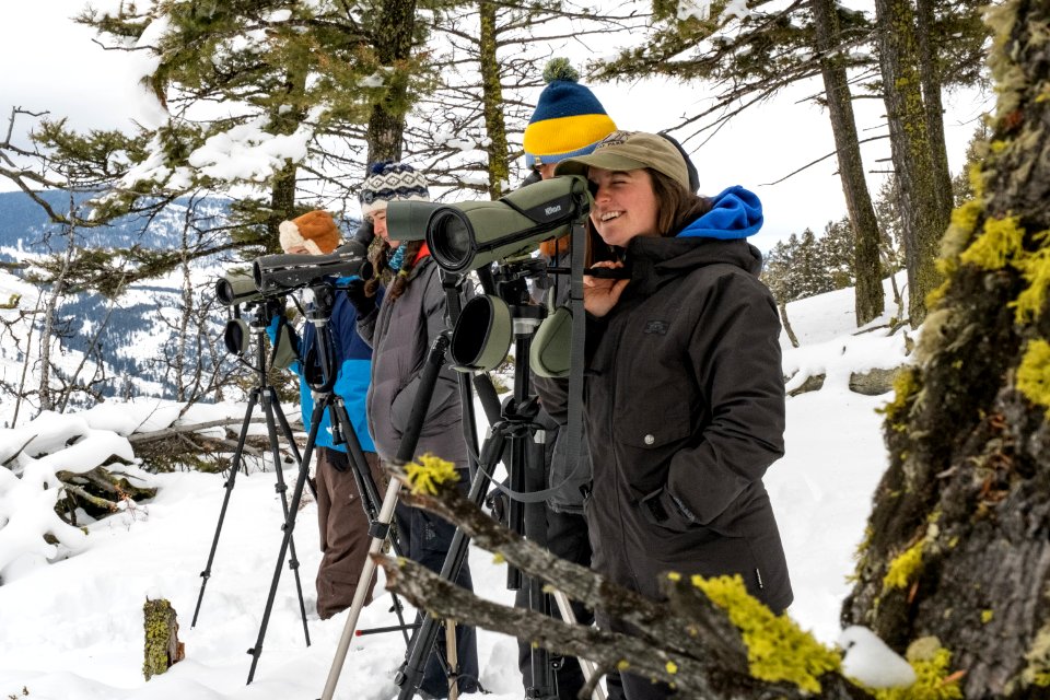Wolf crew volunteers watching a wolf pack
