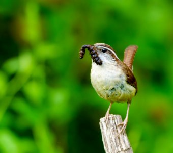 Carolina Wren photo