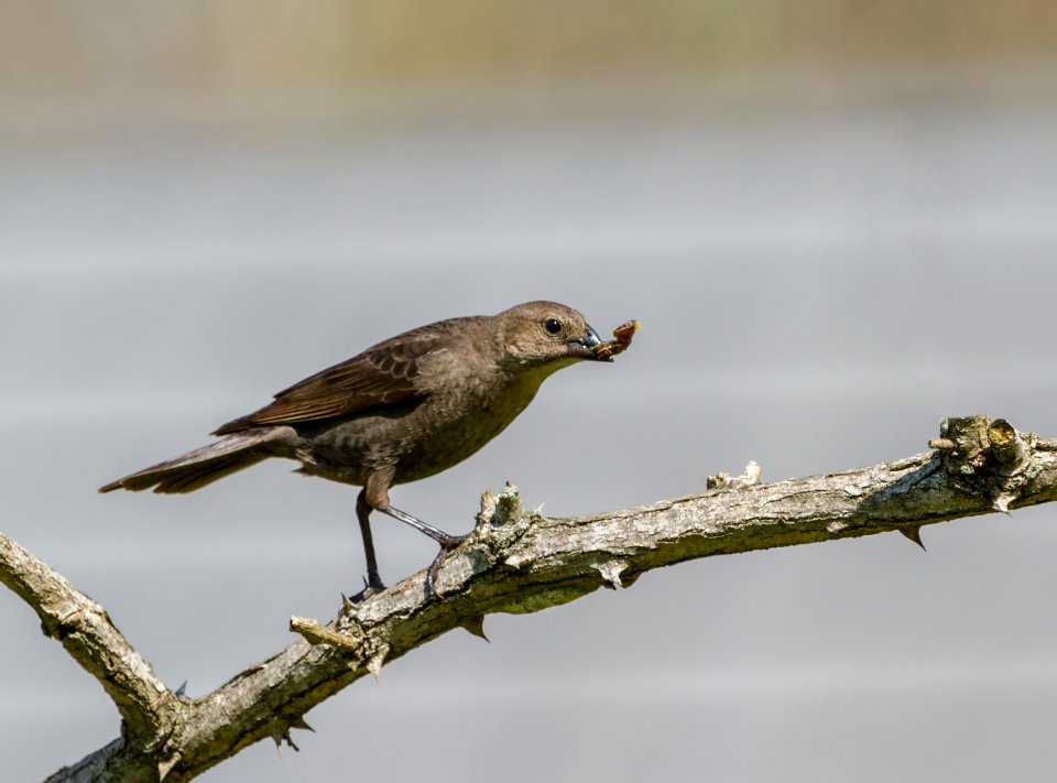 Brown-headed Cowbird
