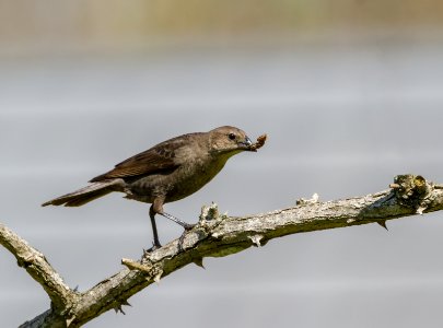 Brown-headed Cowbird