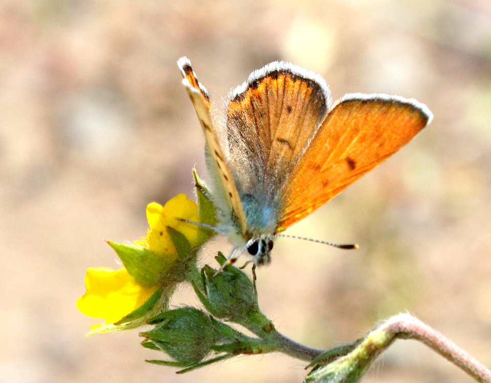 COPPER, RUDDY (Lycaena rubidus) (7-18-2020) 7800 ft, teton co, wy -01