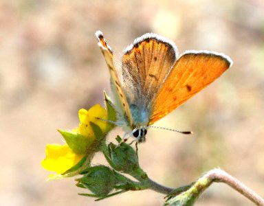 COPPER, RUDDY (Lycaena rubidus) (7-18-2020) 7800 ft, teton co, wy -01
