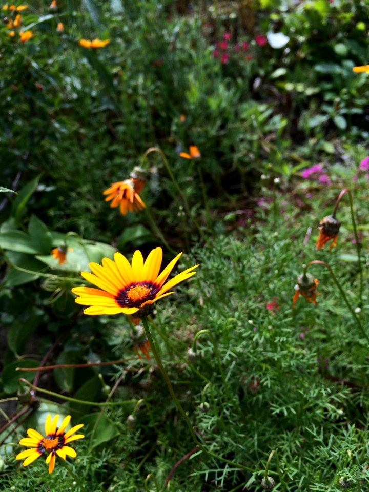 Sunflowers at the Botanical Garden