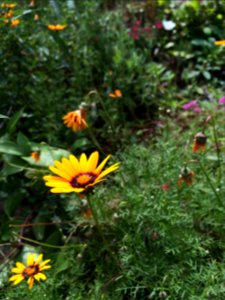 Sunflowers at the Botanical Garden