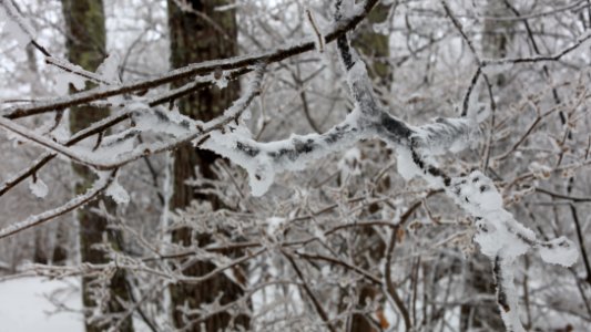 Frosted tips