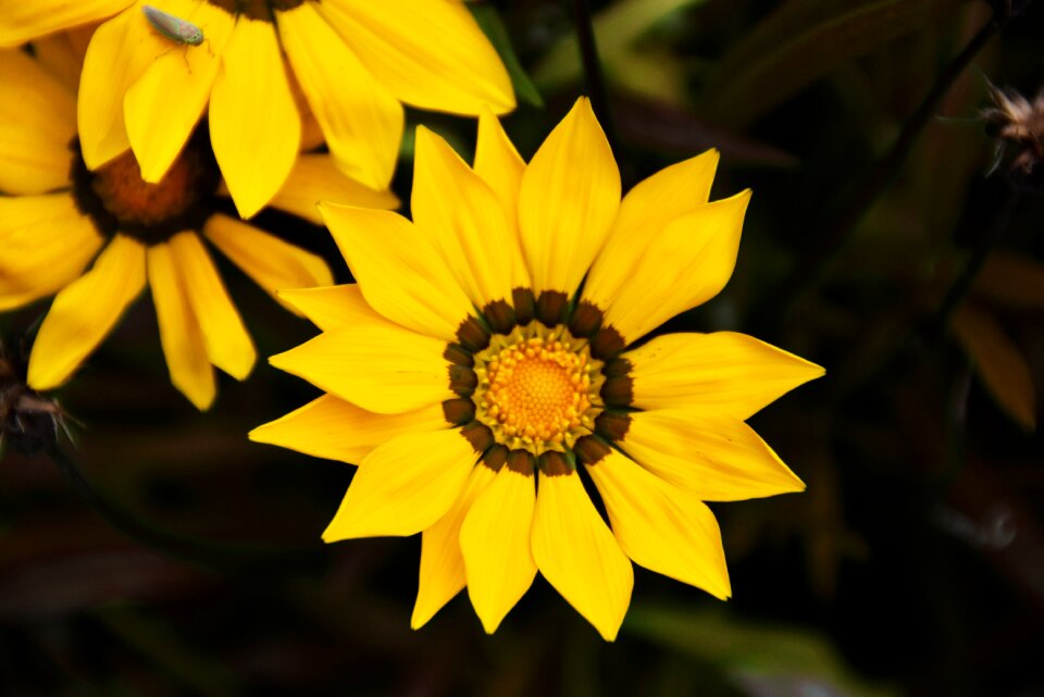 Spring yellow flower focus