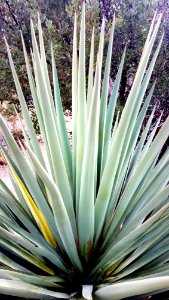 HUACHUCA MOUNTAINS, Hunter Canyon, AZ - (1-29-2019) -02