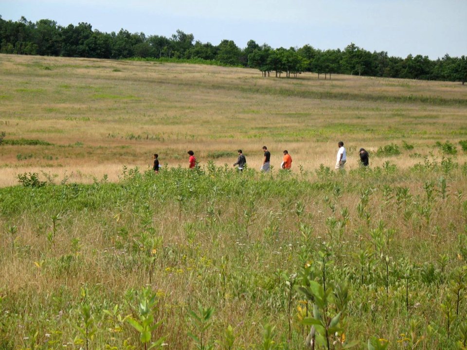 A walk in the meadow - Free Stock Photos | Creazilla