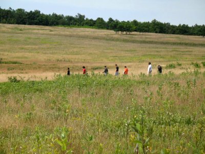 A walk in the meadow