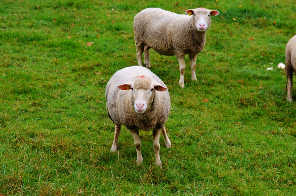 Livestock graze animal