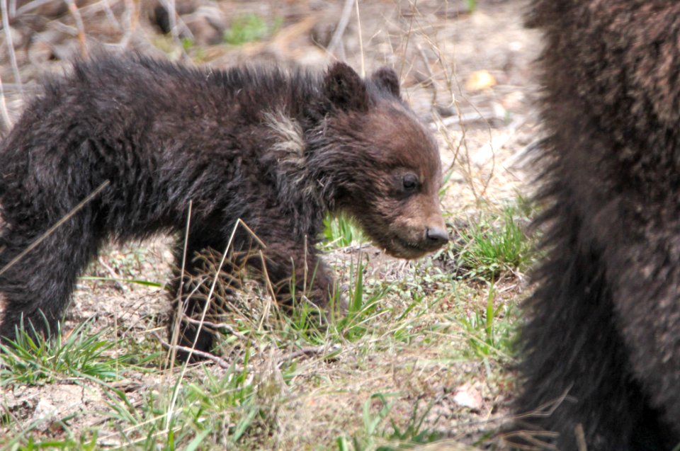 Grizzly cub near Roaring Mountain