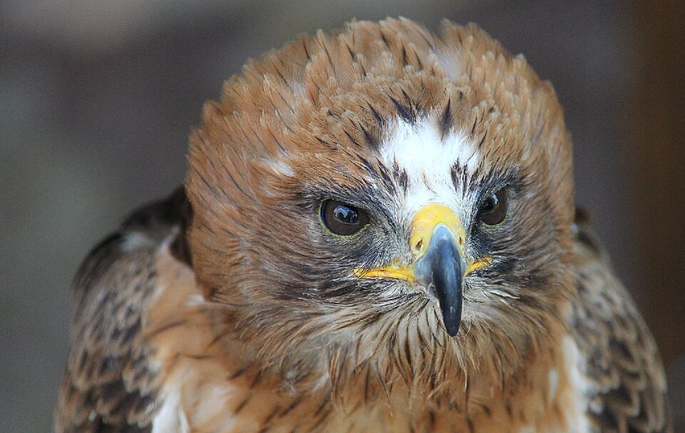 Close up bird of prey bird