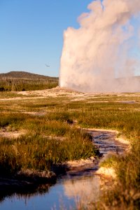 A raven flies by as Old Faithful erupts