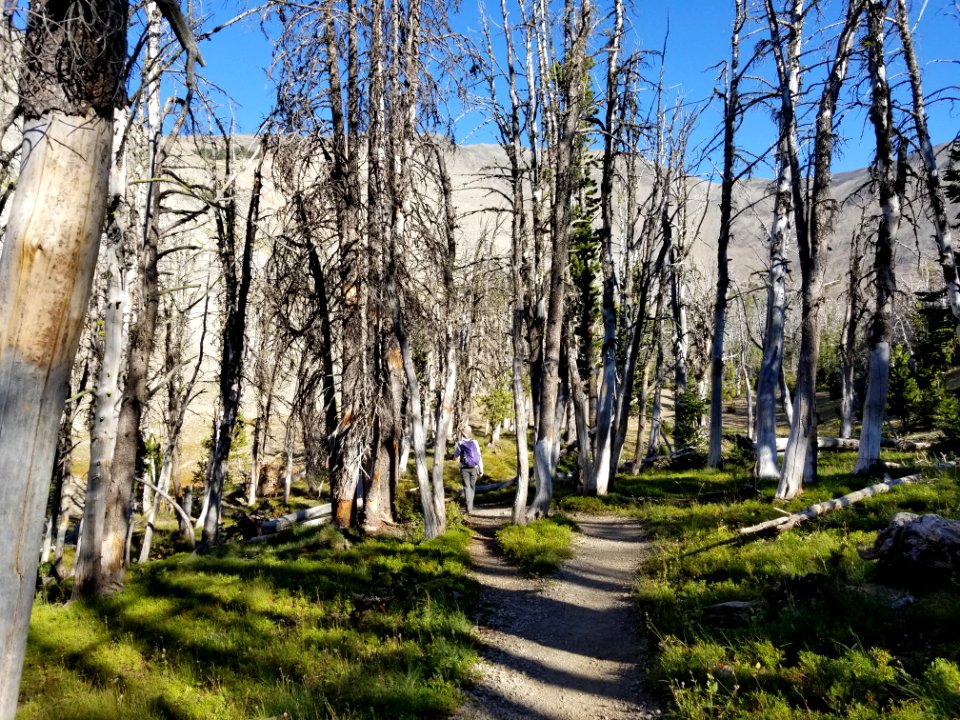 Trail up Avalanche Peak