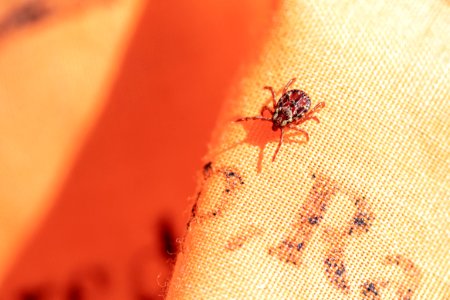 Rocky Mountain wood tick - Dermacentor andersoni