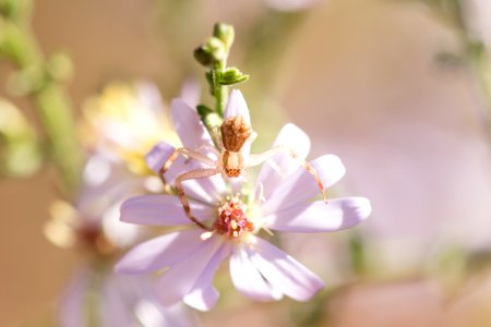 Crab Spider
