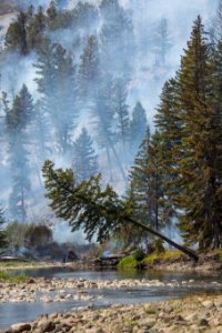 The Buffalo Fire at Slough Creek