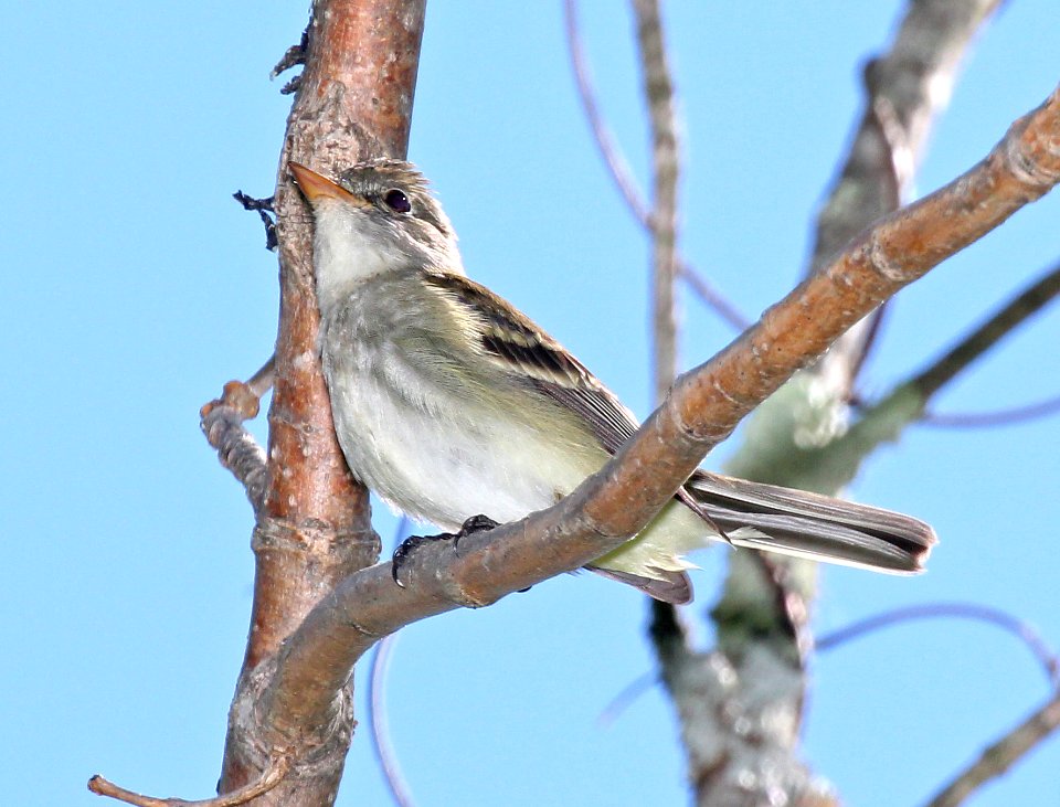 577 -  ALDER FLYCATCHER (5-23-2015) worcester co, ma -09