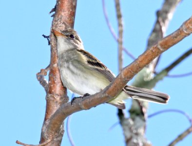 577 -  ALDER FLYCATCHER (5-23-2015) worcester co, ma -09