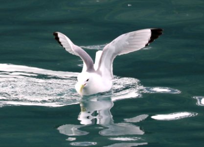 345 - BLACK-LEGGED KITTIWAKE (6-28-2016) whittier, alaska -12