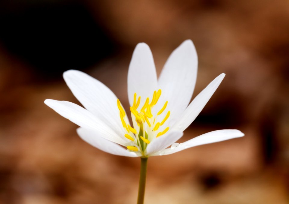 Bloodroot