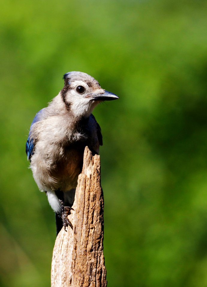 Blue Jay