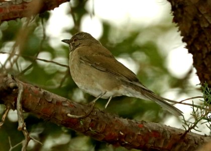 754 - WHITE-THROATED THRUSH (1-10-2018) madera picnic area, madera canyon, pima co, az - 01