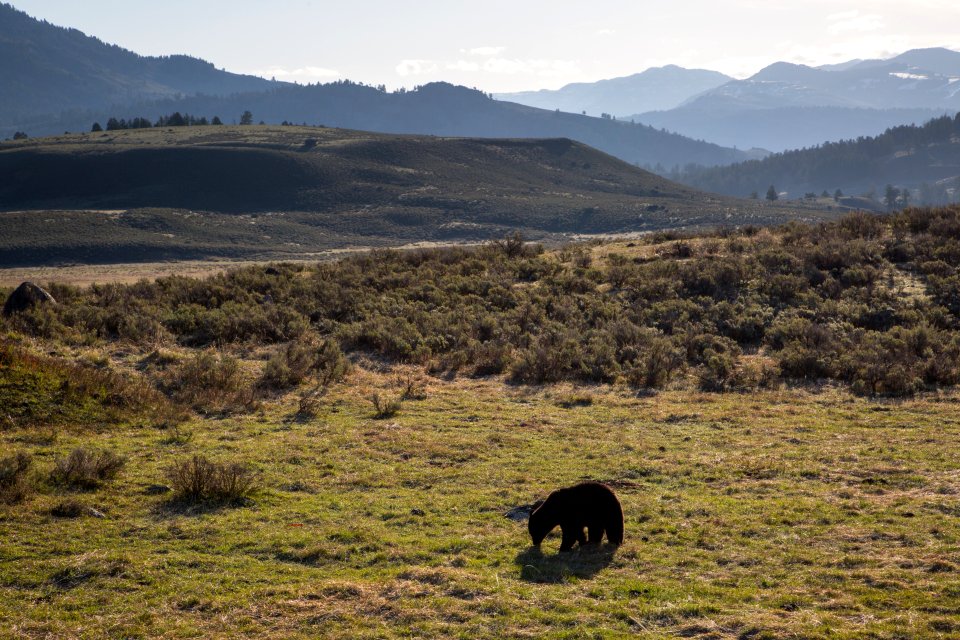 Black bear, Lamar Valley