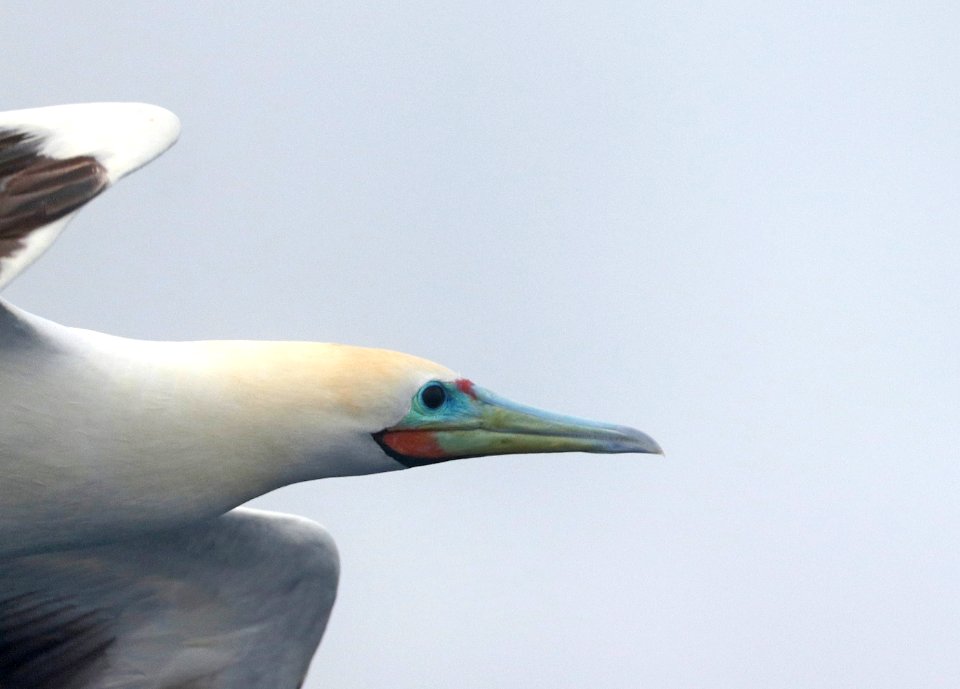 RED-FOOTED BOOBY (4-27-2018) holo-holo boat, coast and lehua island, out of port allen, kauai co, hawaii (4)