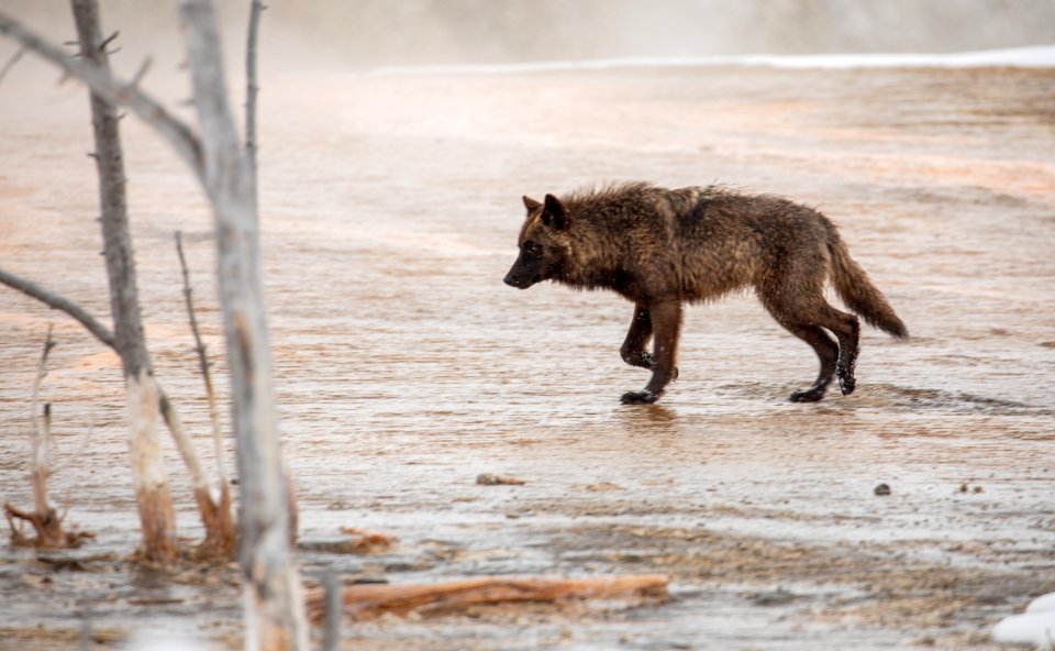 Wolf at Biscuit Basin